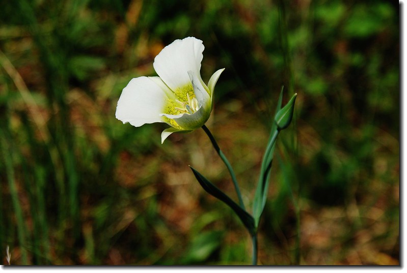 Sego Lily 2 (2)