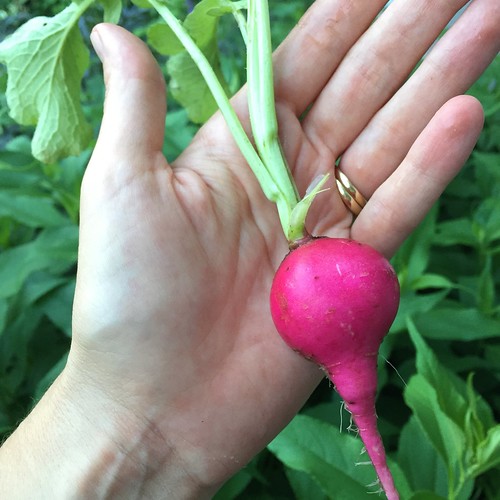 A very large radish from Mike's Garden Harvest CSA