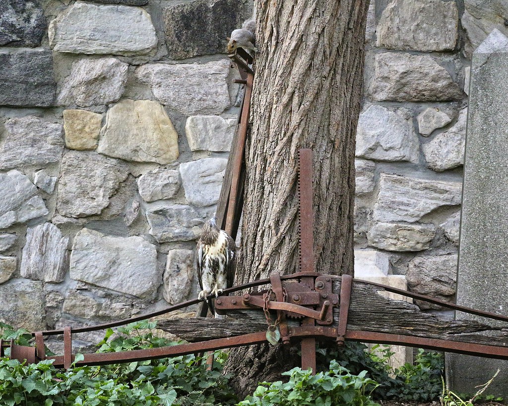 Fledgling playing with a squirrel in the Marble Cemetery