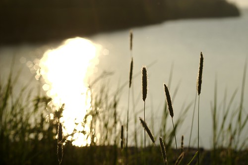 sunset lake canada nature water grass landscape evening novascotia halifax tallgrass longlake spryfield