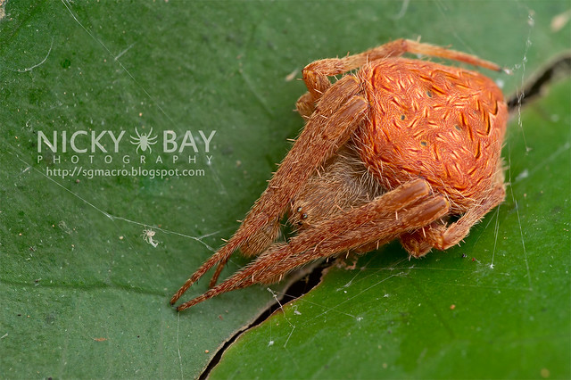 Orb Web Spider (Araneidae) - DSC_7389