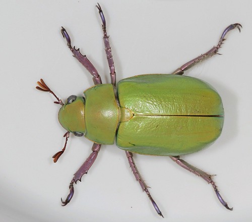 arizona insect beetle fieldtrip coleoptera eol scarabaeidae rutelinae canonefs60mmf28macrousm chrysina photogene chrysinabeyeri srer beyersscarab taxonomy:binomial=chrysinabeyeri bugguidegathering2013