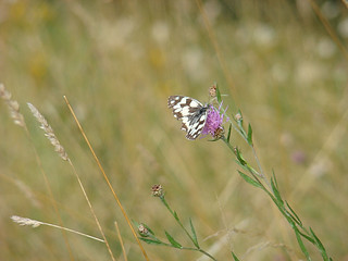 06 vlinder
