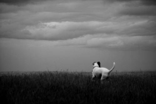 uk blackandwhite bw dog art animal dark blurry nikon alone loneliness sad unitedkingdom minimal outoffocus terrier minimalism shape jackrussel nikond3200 d3200 artinbw creativeartphotography thelittledoglaughednoiretblancet