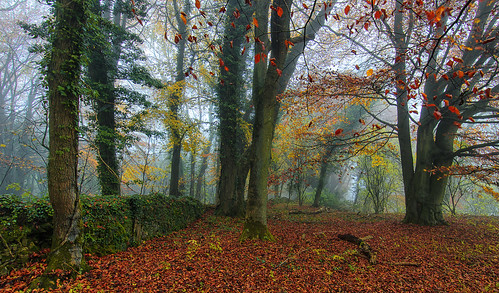 autumn trees mist misty fog landscape woods nikon mood colours broadway foggy cotswolds shades worcestershire autumnal d7000 jactoll