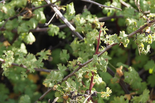 Pelargonium antidysentericum, leaves