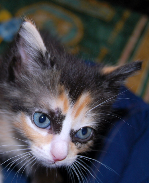 Kitty, exótica gatita tricolor de pelo semilargo, nacida en Abril´14, en adopción. Valencia. ADOPTADA. 14260971921_d4a3558ce8_z