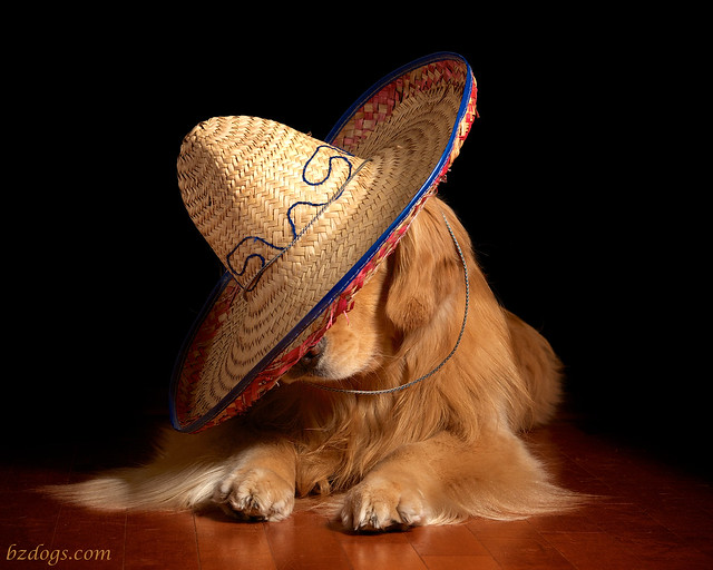 Dog in Hat