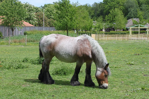 horse in petting zoo eating grass