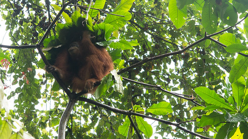 gunung leuser national park rainforest indonesia sumatra orangutan