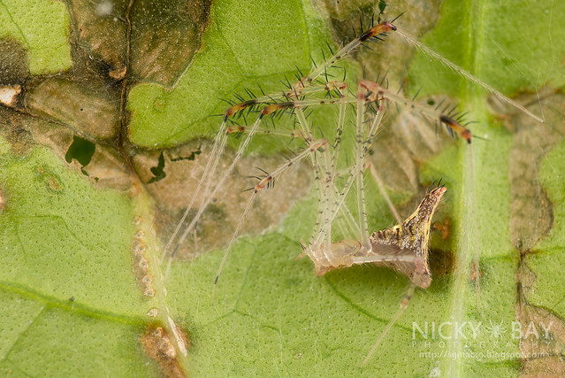 Comb-Footed Spider (Theridiidae) - DSC_3021