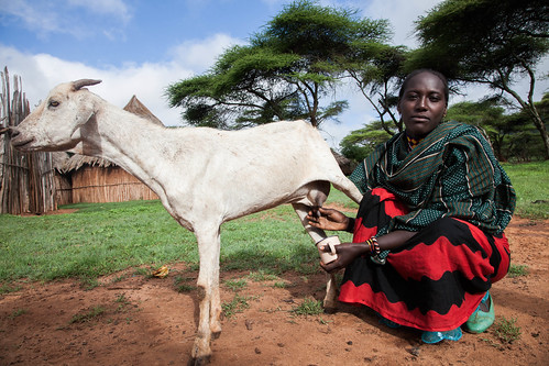 A women pastoralist milks her goat