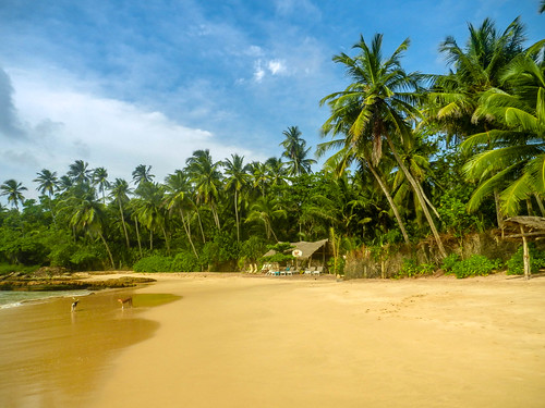 beach beauty paradise palmtree tropical srilanka coconuttree goyambokha