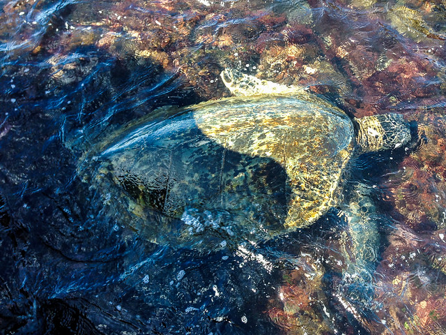 Sea Turtles at Pohaku Beach, Maui