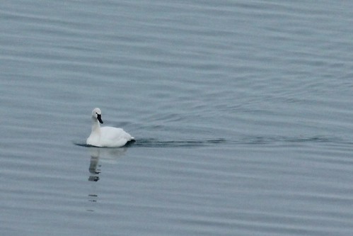 benderpark tundra swan oakcreek wisconsin bird milwaukeecounty tundraswan white lakemichigan rare lake water nature park winter