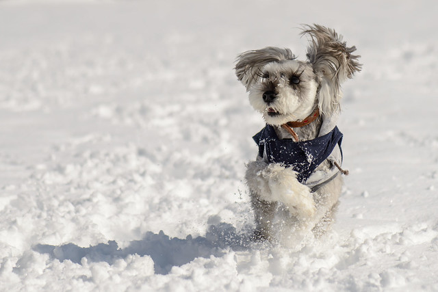 The Snow Dancing Dogg