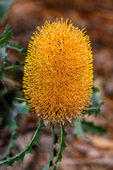 Ashby's Banksia (Banksia ashbyi). Kings Park, Perth, WA