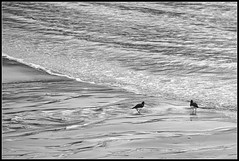 Oyster Catchers