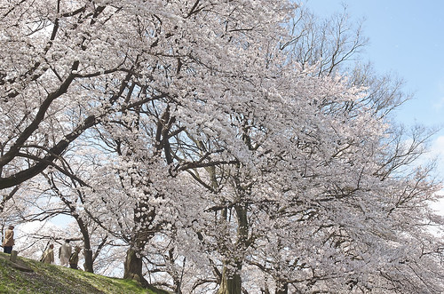 【写真】2014 桜 : 背割堤/2020-12-09/IMGP5794