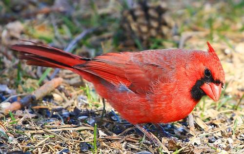 northern cardinal male lake meyer park winneshiek county iowa larry reis