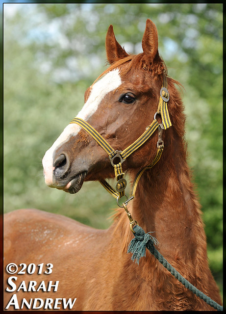 4-year-old Thoroughbred gelding- intake photos for Helping Hearts Equine Rescue