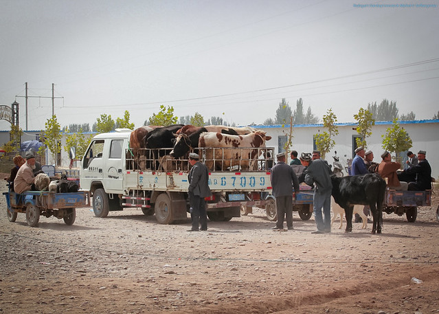 End of the day at Kashgar's Livestock Market