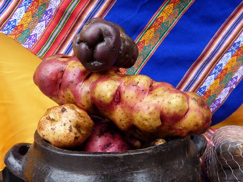 lima perú potatoe papa kartoffel patata pommesdeterre p1110135 copiarw135jpg 300513