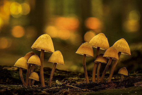 autumn mushroom woods sweden fungi foret halland mygearandme mygearandmepremium