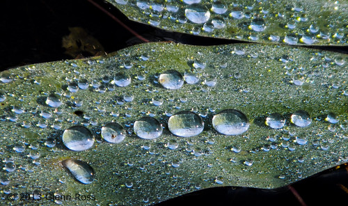 park plant sc pine creek droplets big unitedstates state camden southcarolina aquatic goodale