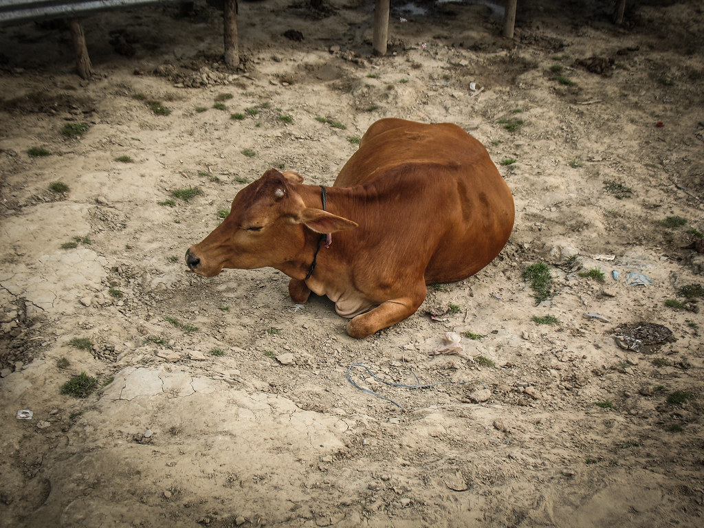 Cow at Ganga