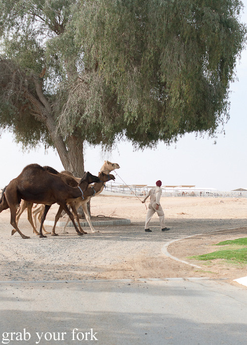 Camels at Camelicious camel farm, Dubai