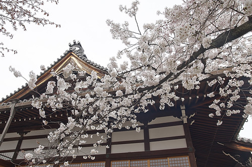 【写真】2014 桜 : 本満寺/2021-05-28/IMGP5687