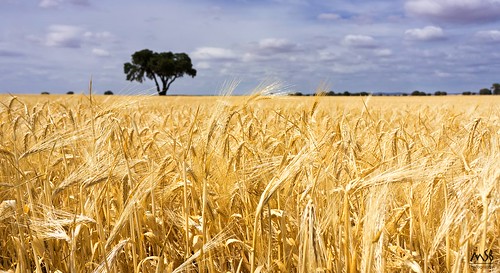 españa planta nature field clouds landscape spain wheat sony paisaje alimento campo aire libre trigo albacete hierba nex7