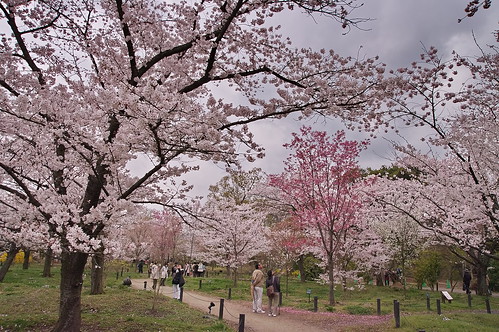 【写真】2013 桜 : 京都府立植物園/2020-12-16/IMGP9450