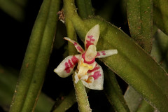 17 Trichoglottis winkleri var. minor - Poring Orchid Garden 2011-11-07 02