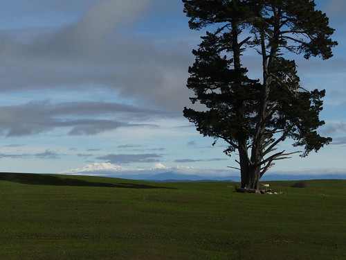 newzealand tree landscape nz waikato lone pointshoot sonycybershot sh5 distantmountains napiertauporoad homelandsea dschx100v taupoplains