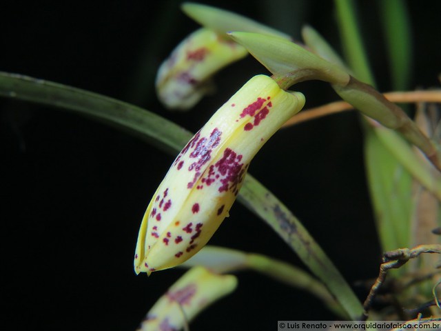 1423 - Maxillaria picta