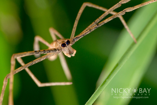 Net-Casting Spider (Deinopis sp.) - DSC_3527