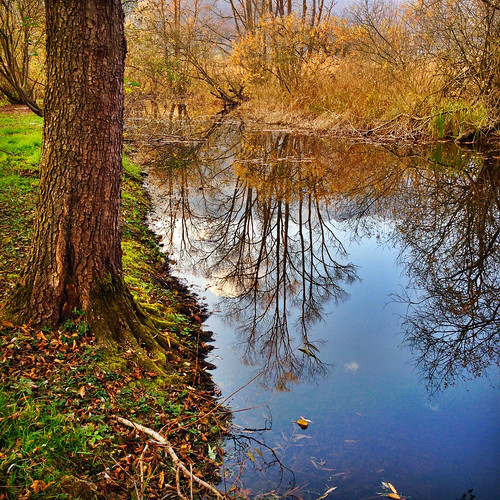 wood november autumn trees fall square pond solitude nobody autumnleaves silence trunk beautyinnature iphoneography iphone4s
