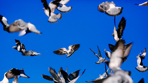 seattle birds canon flying pigeons flight bluesky pacificnorthwest 169 pnw internationaldistrict canon135mmf2lusm canoneos5dmarkiii johnwestrock