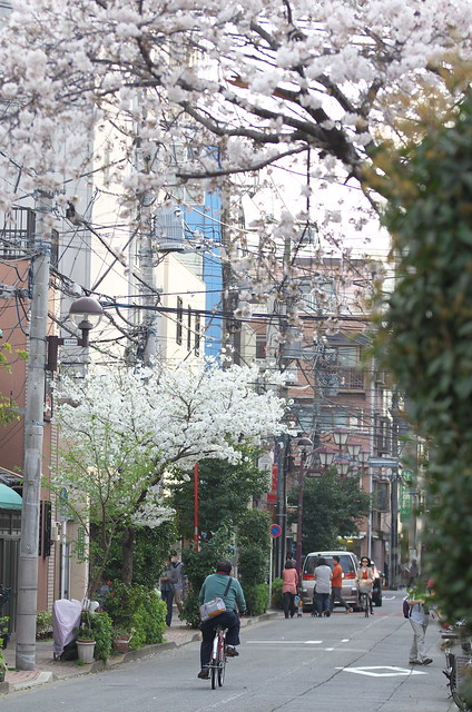 東京路地裏散歩 根津の桜 2014年3月29日