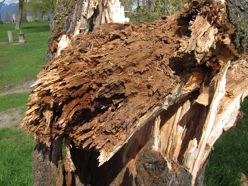 Detail of downed tree