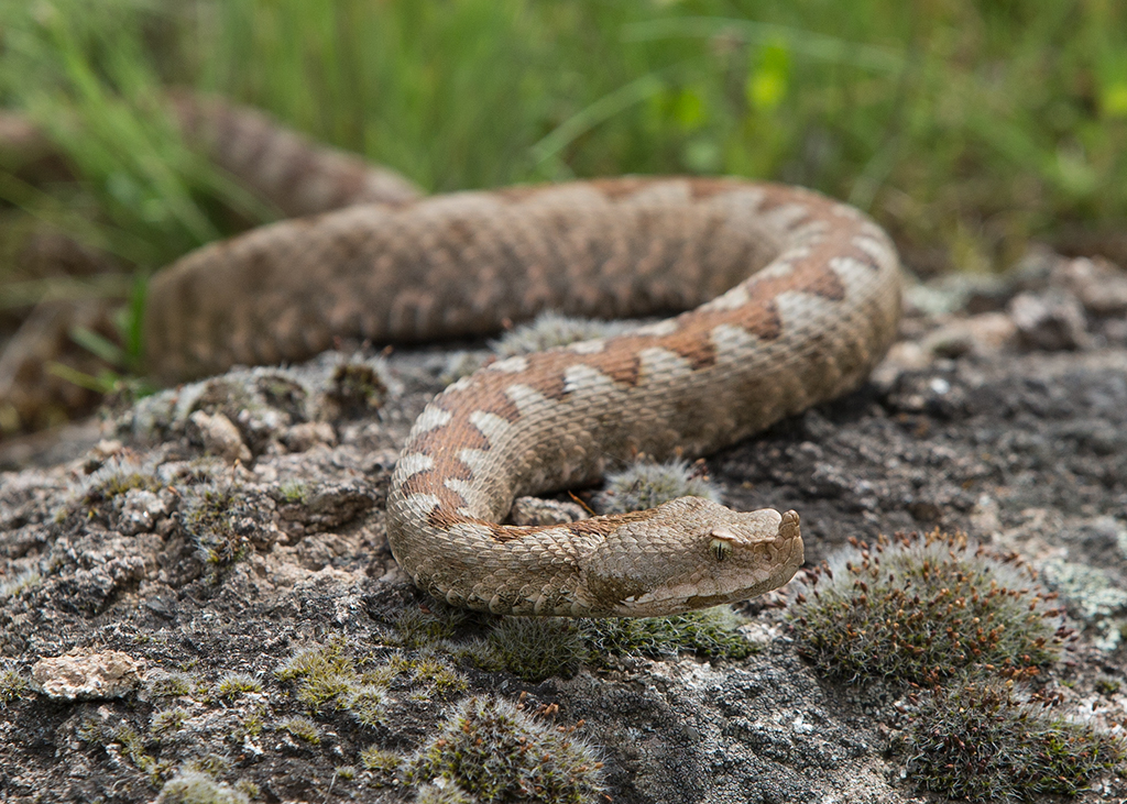 Northern Horned Viper 2014-05-18 (8)