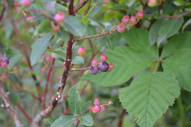 Wild blueberries line the trails at Hungry Mother State Park.