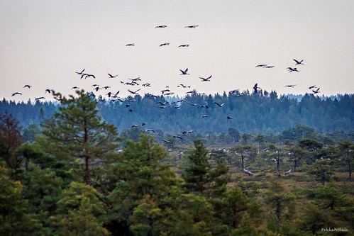 sunset bird nature finland nationalpark crane swamp migration lintutorni infocus lintu highquality huittinen kurki isosuo isosuopuurijärvi