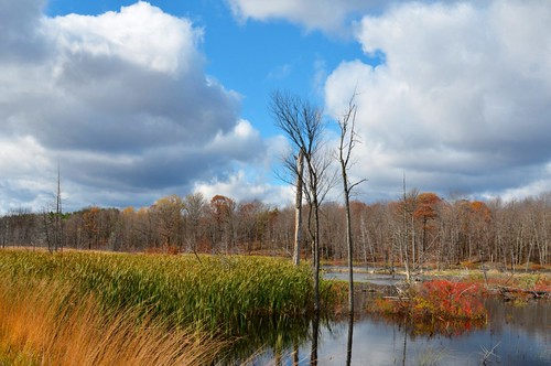 autumn trees ontario water clouds reflections nikon puffyclouds arden d7000 kennebaclake