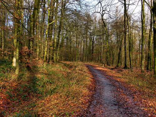 forest woodland germany deutschland woods path pad bos duitsland nottuln baumberge panasonicdmcfz150 1120905