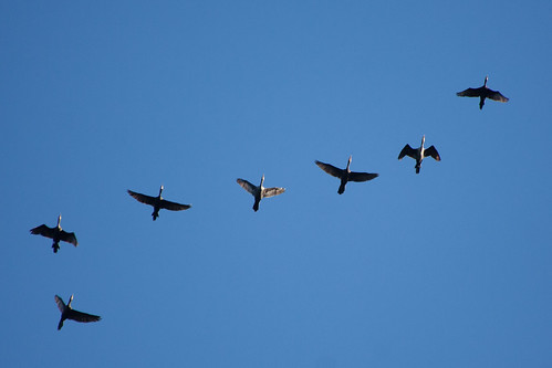 bird wildlife birding ornithology birdwatching oiseau faune neotropiccormorant ornithologie cormoranvigua