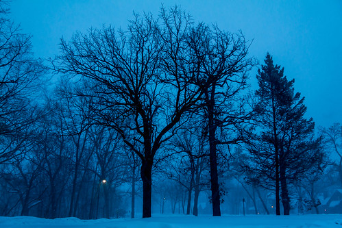 trees winter cold minnesota night landscape dawn is cloudy 1785mm xsi 1785mmis canonxsi pwwinter