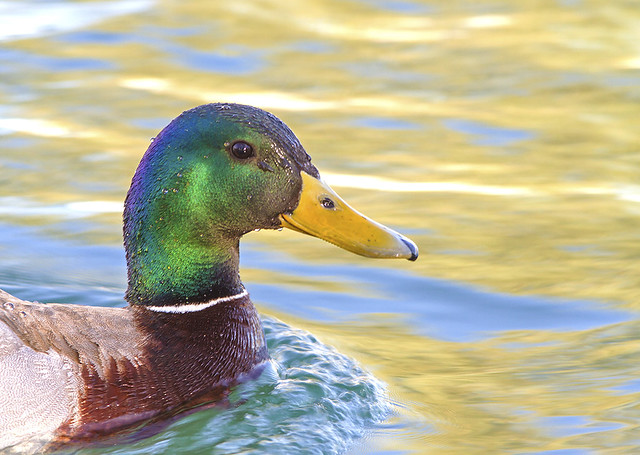 duck1_0809